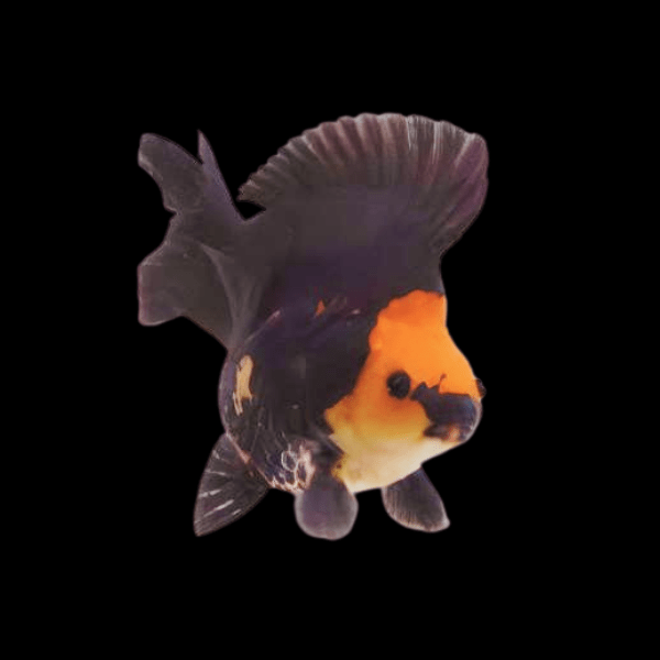Red and Black Ryukin Goldfish Carassius Auratus - Real Aquatics