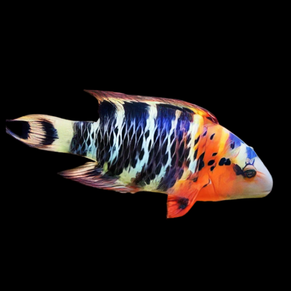 Red Breasted Hog Fish Cheilinus Fasciatus - Real Aquatics