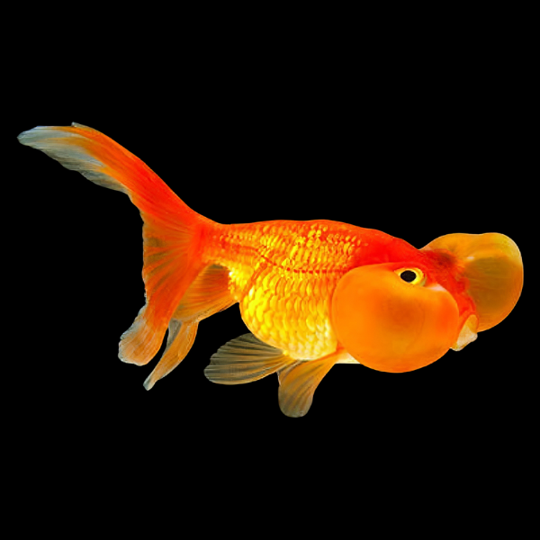 Red Bubble Eye Goldfish - Real Aquatics