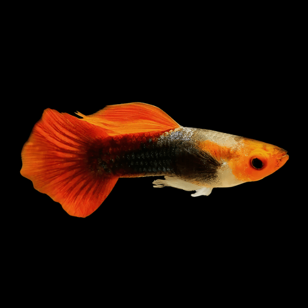 Red Cap Male Guppy Poecilia Reticulata 3cm - Real Aquatics