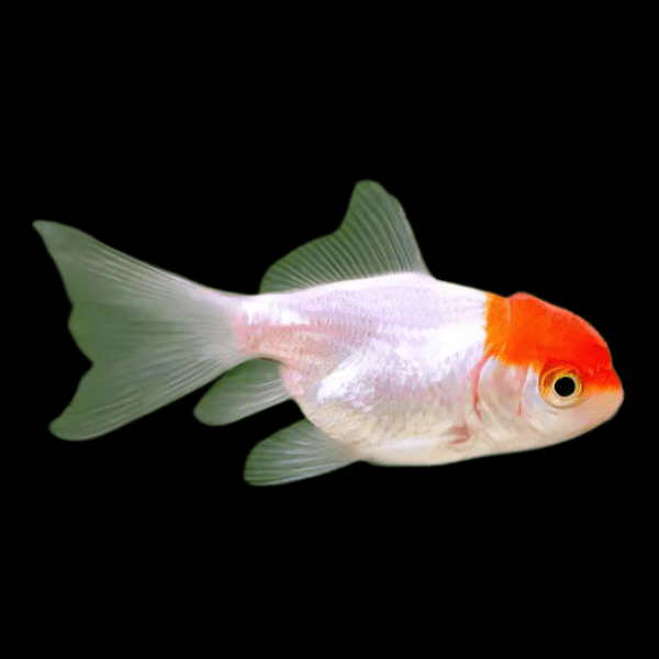 Red Cap Oranda Goldfish Carassius Auratus - Real Aquatics