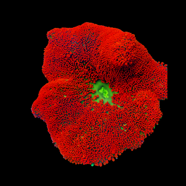 Red Carpet Anemone Stichodaqctyla Haddoni - Real Aquatics