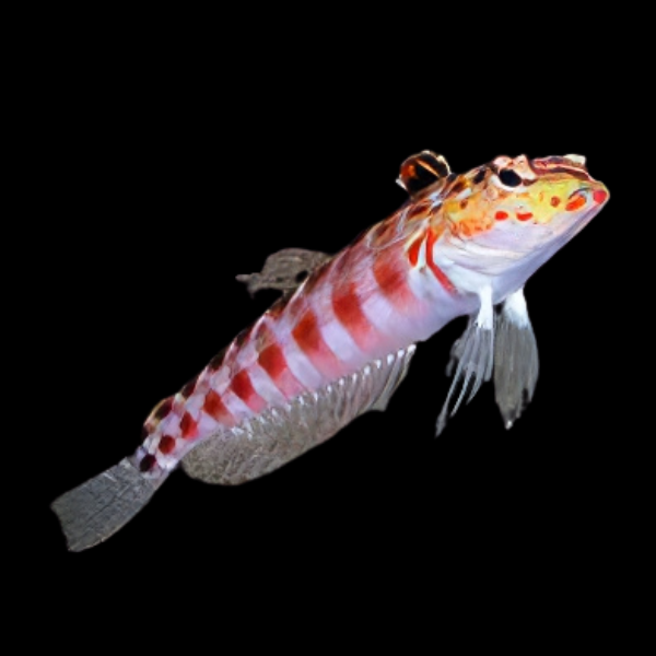 Red Checked Blenny Parapercis Sp - Real Aquatics