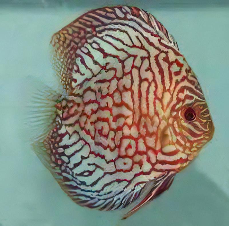 Red Checkerboard Turquoise Discus - Real Aquatics