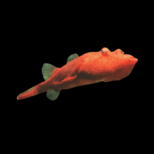 Red Congo Potato Puffer Fish Tetraodon Miurus 5cm - Real Aquatics