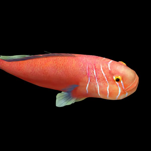 Red Coral Goby Gobiodon Quinquestriatus - Real Aquatics