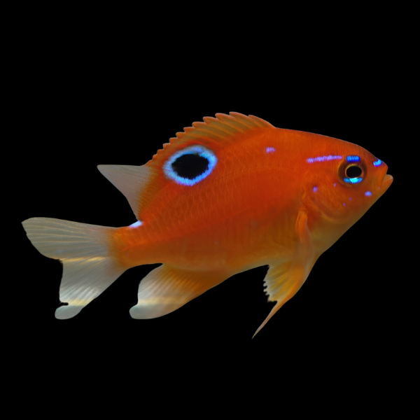 Red Damsel Neoglyphidodon Polyacanthus - Real Aquatics