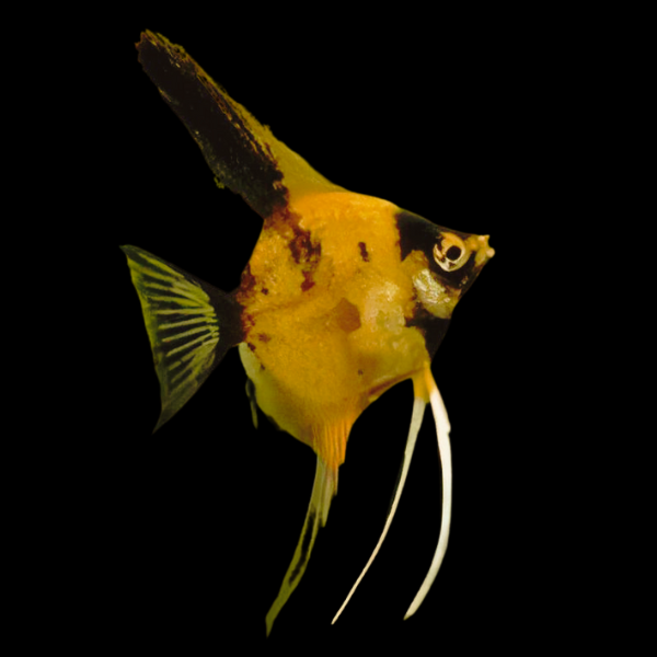 Red Devil Angelfish Pterophyllum Scalare 5cm - Real Aquatics