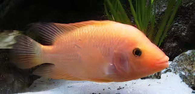 Red Devil Cichlid Amphilophus Labiatus - Real Aquatics