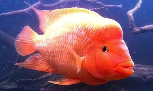 Red Devil Cichlid Amphilophus Labiatus - Real Aquatics