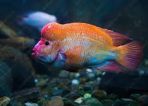 Red Devil Cichlid Amphilophus Labiatus - Real Aquatics