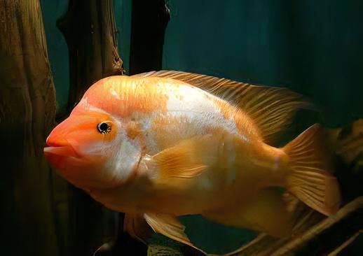 Red Devil Cichlid Amphilophus Labiatus - Real Aquatics