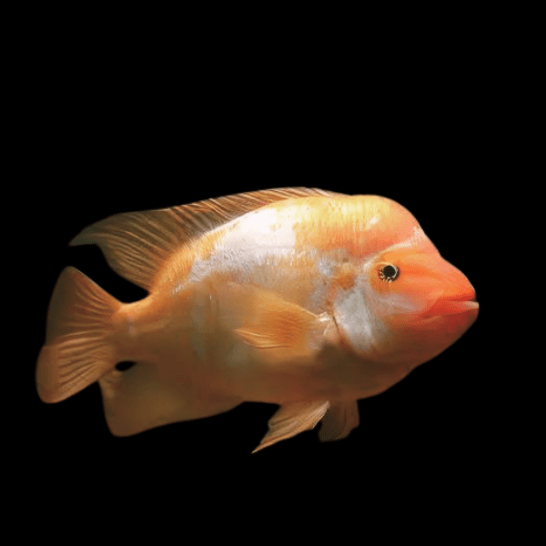 Red Devil Cichlid Amphilophus Labiatus - Real Aquatics