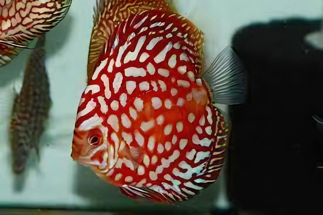 Red Eagle Turquoise Discus - Real Aquatics
