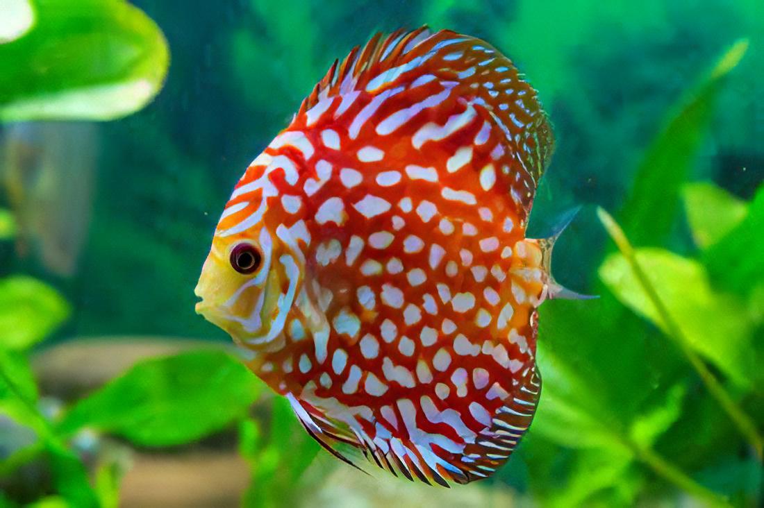 Red Eagle Turquoise Discus - Real Aquatics