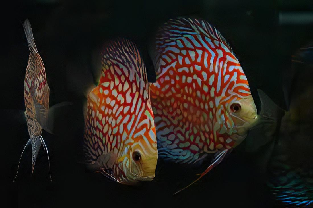 Red Eagle Turquoise Discus - Real Aquatics