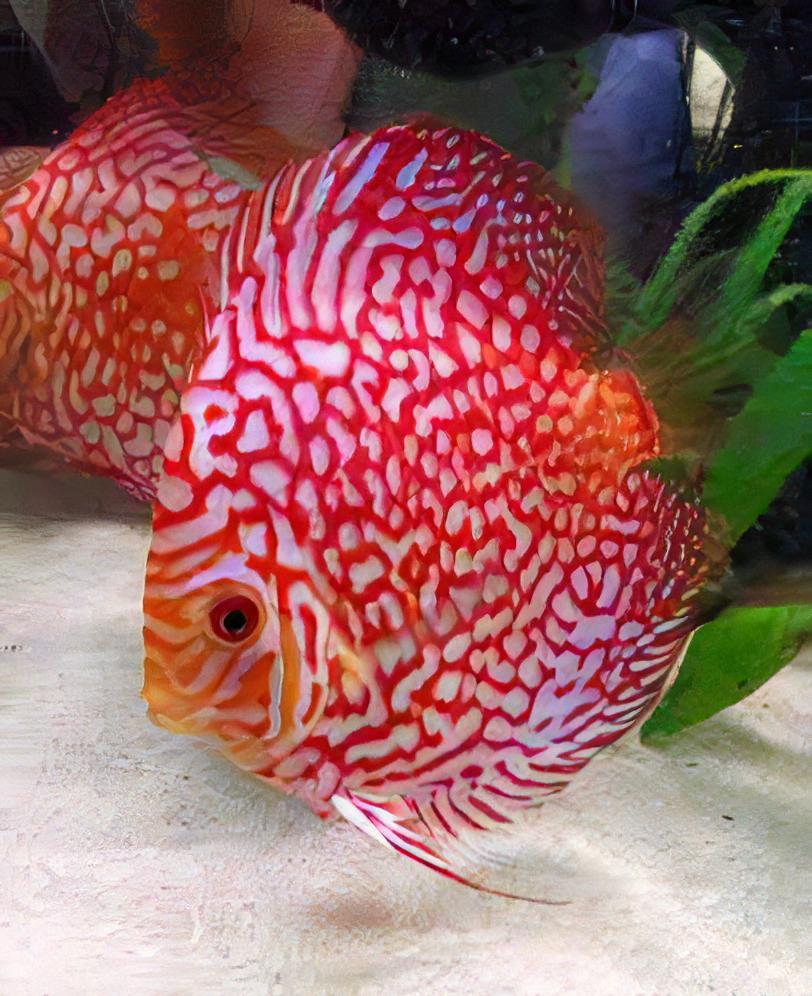 Red Eagle Turquoise Discus - Real Aquatics