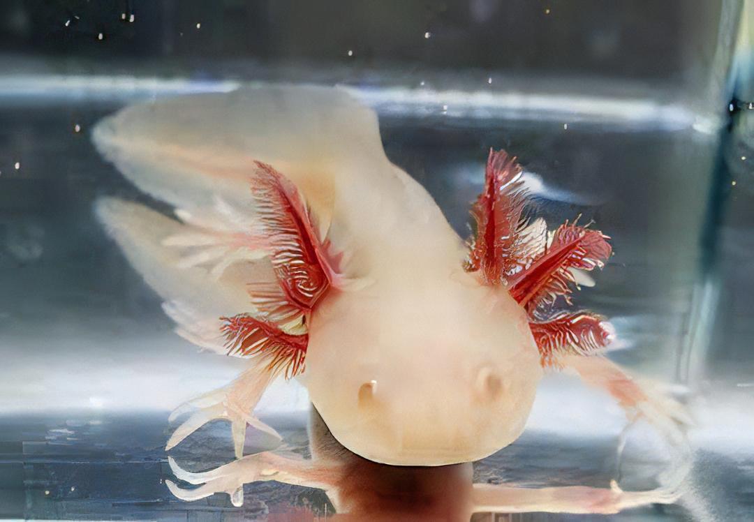 Albino Pink Red Eye Axolotl Ambystoma Mexicanum
