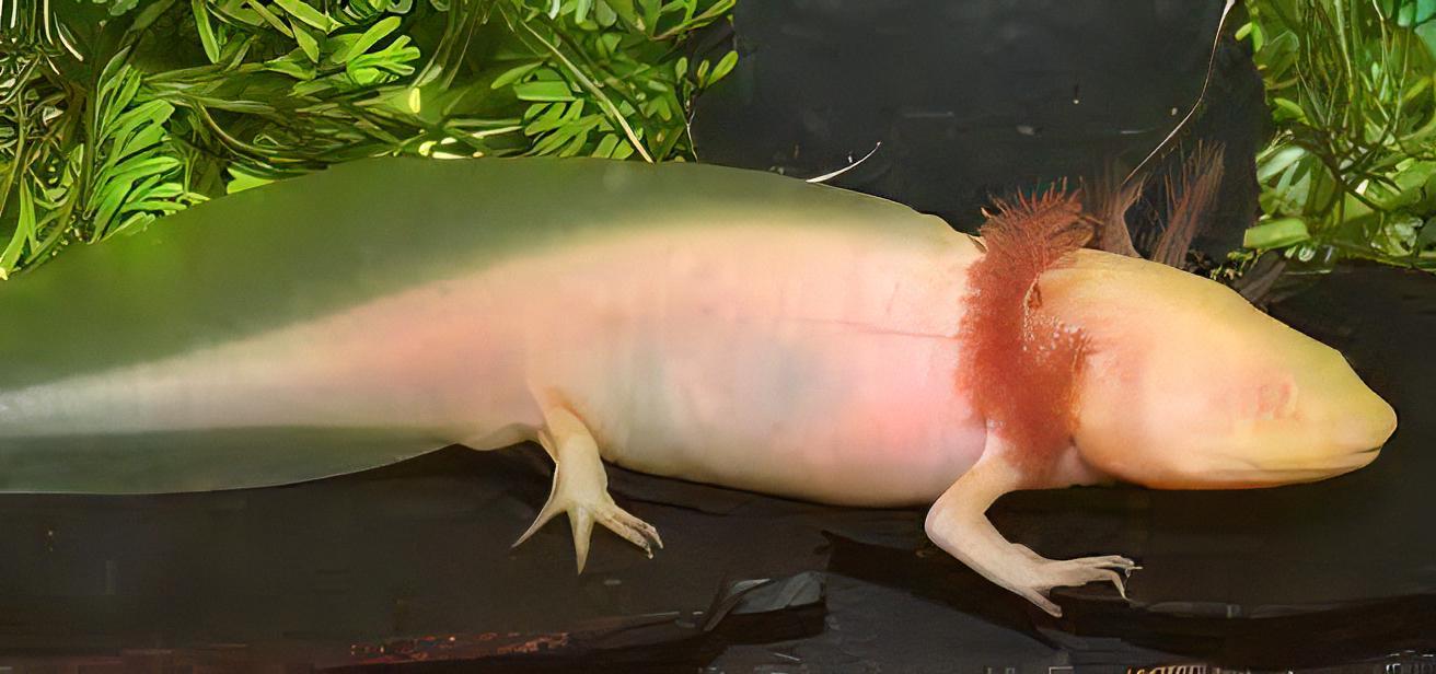 Albino Pink Red Eye Axolotl Ambystoma Mexicanum