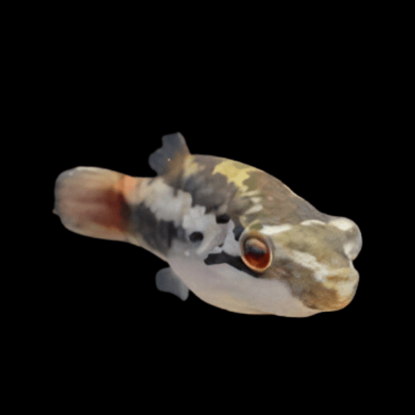 Red Eye Puffer Fish Carinotetraodon Irrubesco 3cm - Real Aquatics