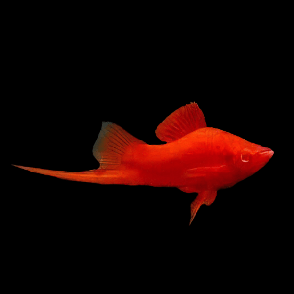 Red Eye Swordtail Xiphophorus Hellerii 3cm - Real Aquatics