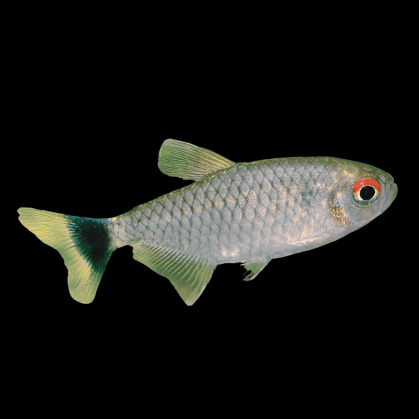 Red Eye Tetra Moenkhausia Sanctaefilomenae 2cm - Real Aquatics