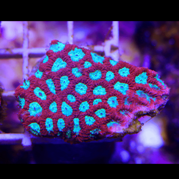 Red Favites Hard Coral Frag Favites Sp - Real Aquatics