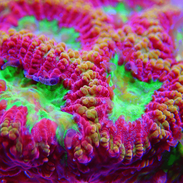 Red Favites Hard Coral Frag Favites Sp - Real Aquatics