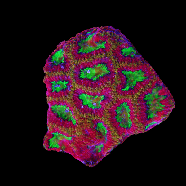 Red Favites Hard Coral Frag Favites Sp - Real Aquatics