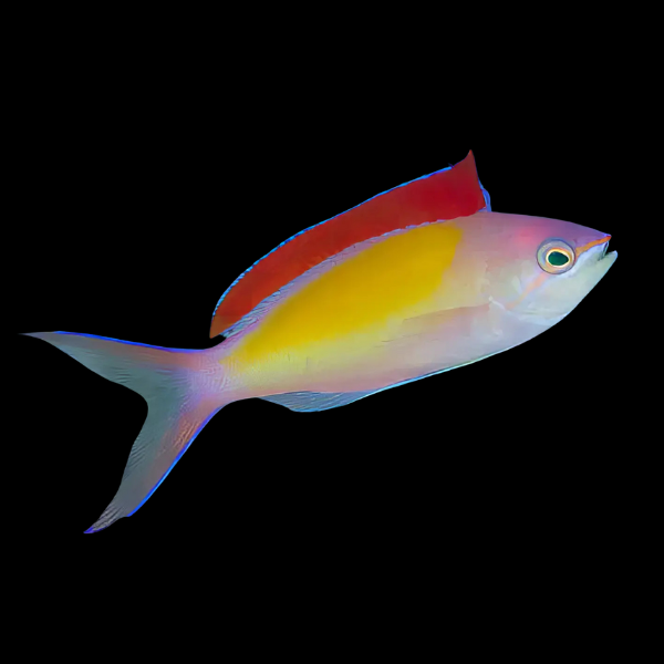 Red Fin Anthias Pseudanthias Dispar - Real Aquatics