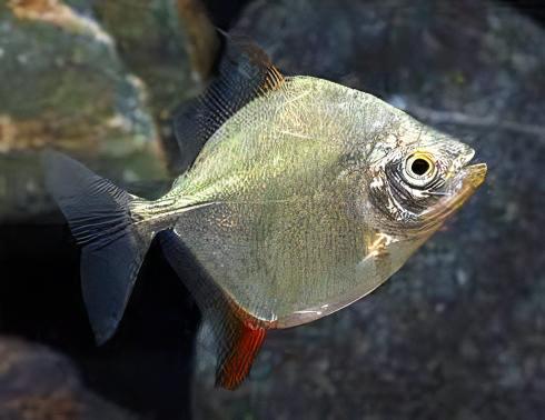 Metynnis Red Hook Myleus Rubripinnis 5cm - Real Aquatics
