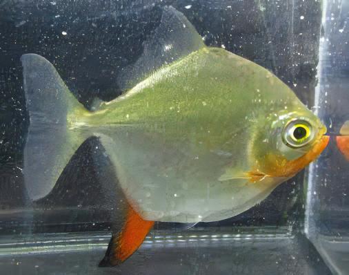 Metynnis Red Hook Myleus Rubripinnis 5cm - Real Aquatics