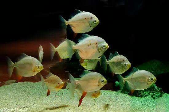 Metynnis Red Hook Myleus Rubripinnis 5cm - Real Aquatics