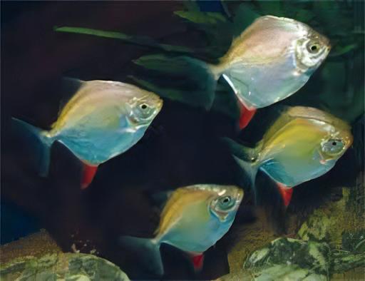 Metynnis Red Hook Myleus Rubripinnis 5cm - Real Aquatics