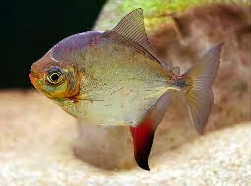 Metynnis Red Hook Myleus Rubripinnis 5cm - Real Aquatics