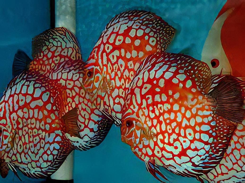Red Jaguar Discus - Real Aquatics