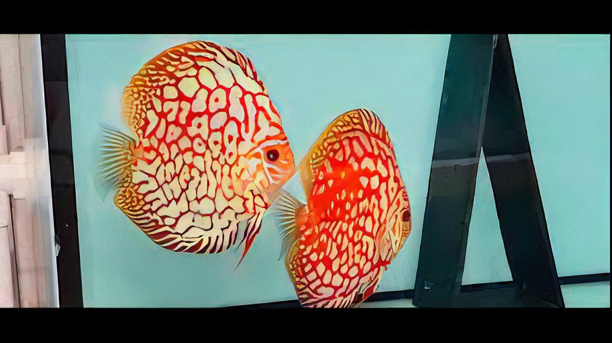 Red Jaguar Discus - Real Aquatics
