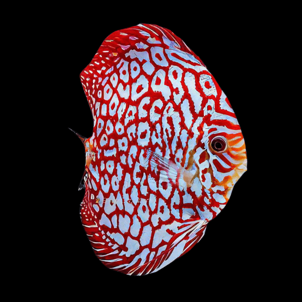 Red Jaguar Discus - Real Aquatics