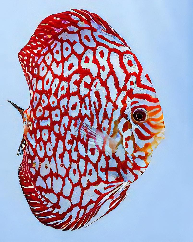 Red Jaguar Discus - Real Aquatics