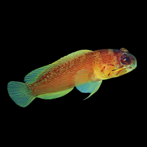 Red Jawfish Opistognathus Rufilineatus - Real Aquatics