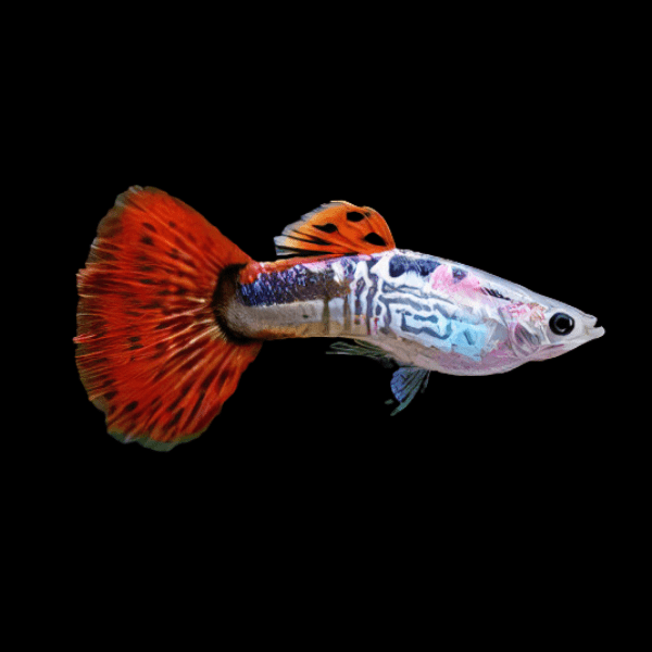 Red King Cobra Male Guppy Poecilia Reticulata 3cm - Real Aquatics