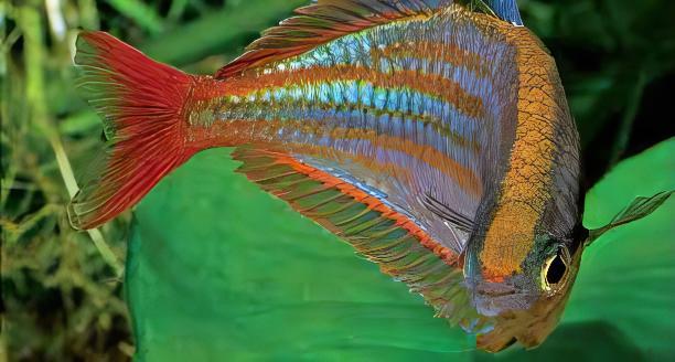 Red Lazer Rainbow Fish Melanotaenia Rubrovittata 5cm - Real Aquatics