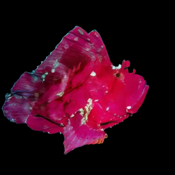 Red Leaf Fish Taenianotus Triacanthus - Real Aquatics