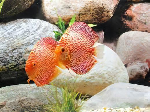 Red Leopard Discus - Real Aquatics