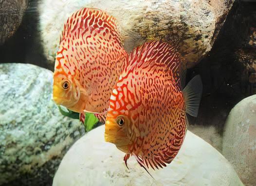 Red Leopard Discus - Real Aquatics