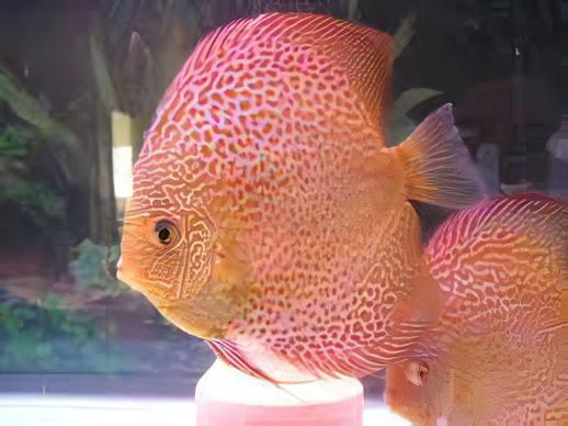 Red Leopard Discus - Real Aquatics