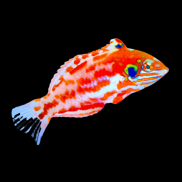 Red Leopard Wrasse Macropharyngodon Choati - Real Aquatics