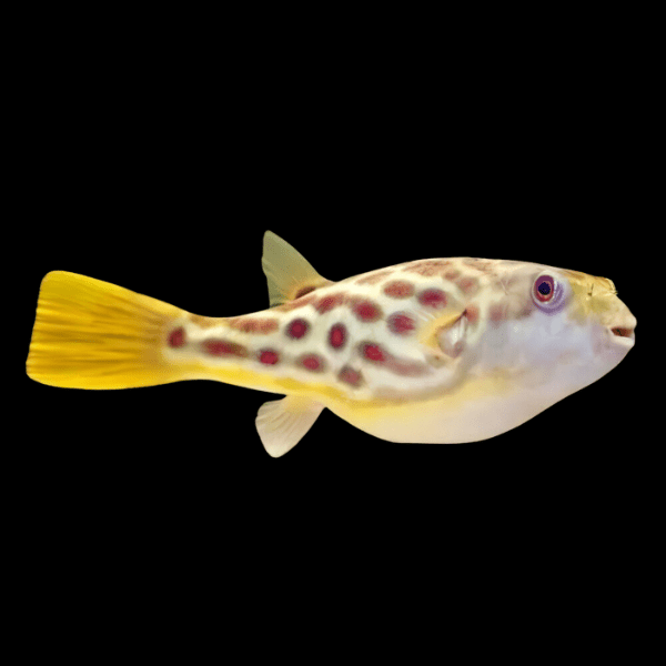 Red Line Cross River Pufferfish Tetraodon Pustulatus 15cm - Real Aquatics