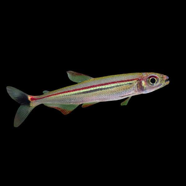 Red Line Lizard Tetra Iguanodectes Geisleri 3cm - Real Aquatics