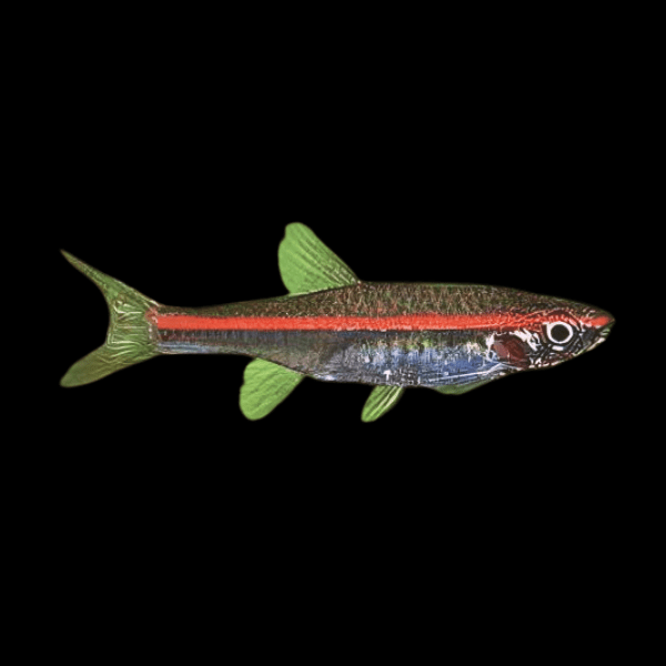 Red Line Rasbora Rasbora Pauciperforata 2cm - Real Aquatics